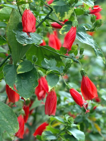 Lg. Red Turks Cap Shrub (malvaviscus arboreus)