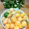 Lg. Spanish Lime Fruit Tree (melicoccus bijugatus)