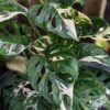 Monstera Adansonii Albovariegata Plant