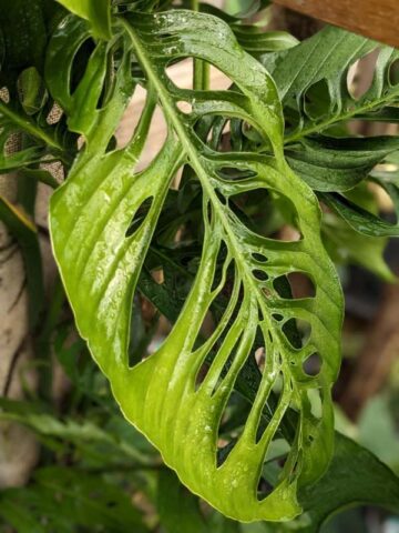 Monstera Adansonii Blanchetii Plant