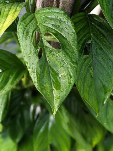 Alternative view of Monstera Adansonii Basse-Terre Guadeloupe Plant