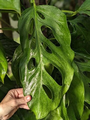 Monstera Acacoyaguensis Fairchild Plant
