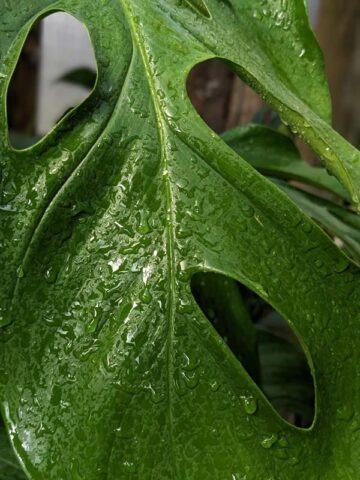 Alternative view of Monstera Acacoyaguensis Fairchild Plant