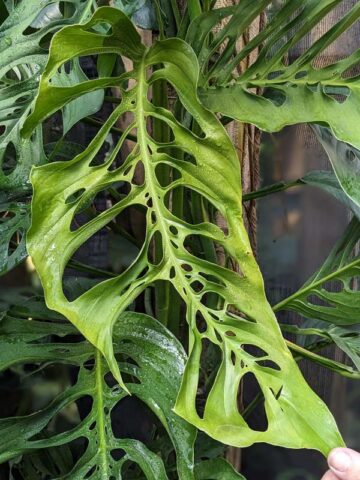 Monstera Adansonii Laniata Plant True Form