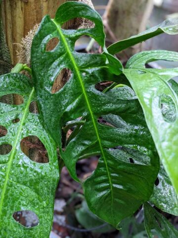 Monstera Adansonii Longifolia Ecuador Plant