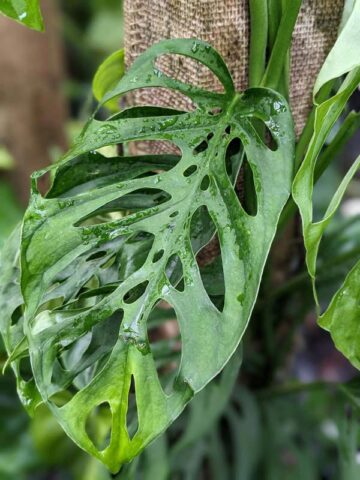 Monstera Adansonii Pequena Plant