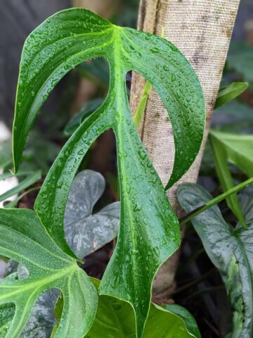 Alternative view of Lg Monstera Burle Marx Flame Plant