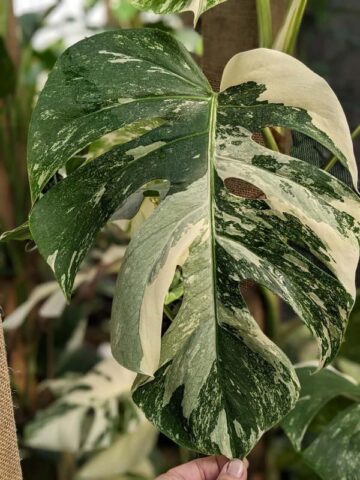 Large Monstera Del. Borsigiana Albo Variegata Plant