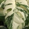 A+ Monstera Del. Borsigiana Albo Variegata Plant