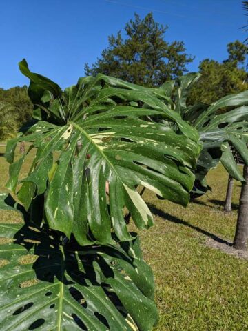 Alternative view of Lg. Monstera Deliciosa Banana Split Plant