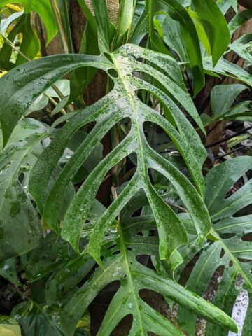 Lg. Monstera Deliciosa Sierrana