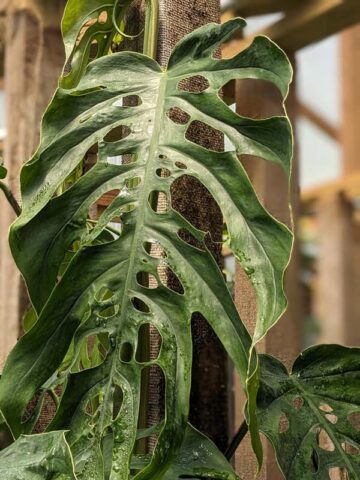 Alternative view of Lg. Monstera Dubia Plant