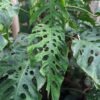Lg. Monstera Dubia Plant