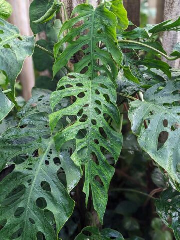 Lg. Monstera Dubia Plant