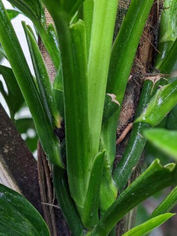 Alternative view of Monstera Dwyeri Croat Hawaii Plant