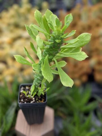 Giant Meandering Snake Skin Succulent Plant (monadenium ritchei) - Image 9