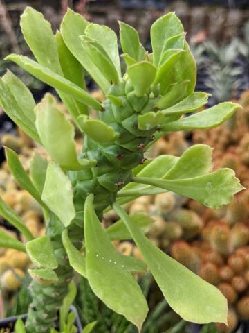 Giant Meandering Snake Skin Succulent Plant (monadenium ritchei) - Image 10