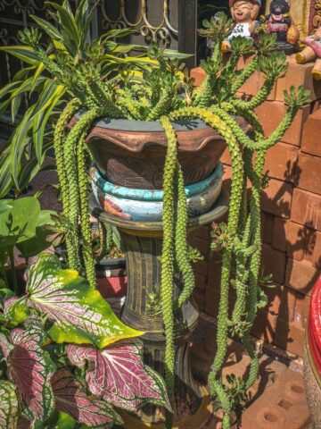 Giant Meandering Snake Skin Succulent Plant (monadenium ritchei)