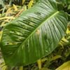 Monstera Giant Skeleton Leaf Plant