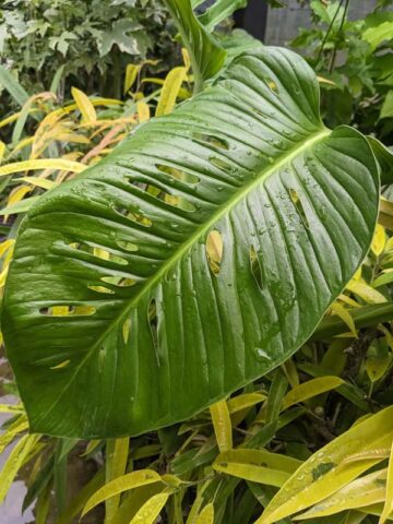 Monstera Giant Skeleton Leaf Plant