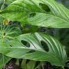 Monstera cf Lechleriana Split Ecuador Plant
