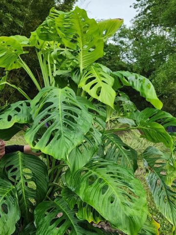 Alternative view of TRUE Monstera Lechleriana Schott Plant