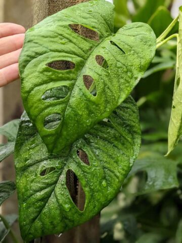 Monstera Memberancea Plant