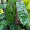 Monstera Obliqua cf Amazonas Ecuador Plant