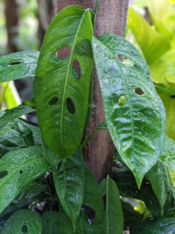 Monstera Obliqua cf Amazonas Ecuador Plant