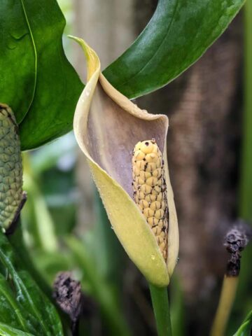 Alternative view of Monstera Obliqua cf Amazonas Peru Plant (thread leaf form)