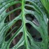 Monstera Obliqua aff. Cuyabenum Plant