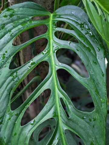 Monstera Obliqua aff. Cuyabenum Plant