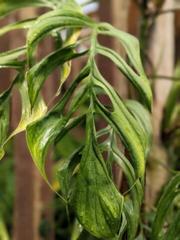 Monstera Obliqua cf Pangui Plant