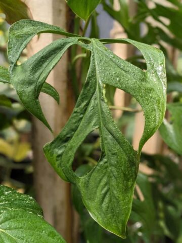 Alternative view of Monstera Obliqua Huanuco Peru Plant
