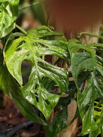 Monstera Obliqua Los Tayos Plant
