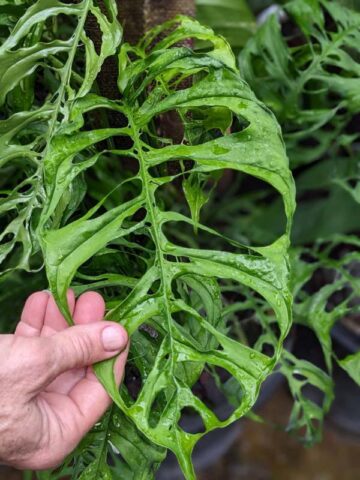 Alternative view of Top Seller, Monstera Obliqua Plant (peru form)