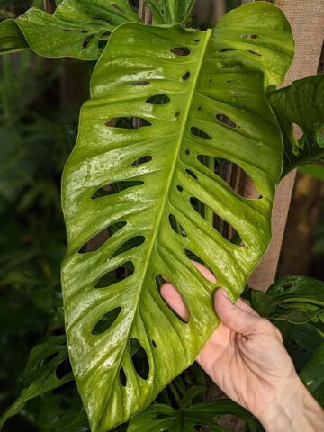 Monstera Obliqua Tena Plant