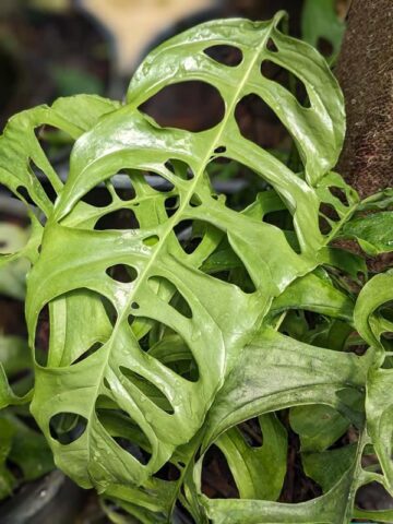 Alternative view of TRUE FORM Monstera Obliqua Loreto Plant
