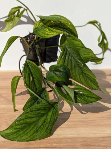Monstera Obliqua Los Puentes Plant - Image 6