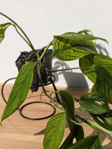 Monstera Obliqua Los Puentes Plant - Image 5