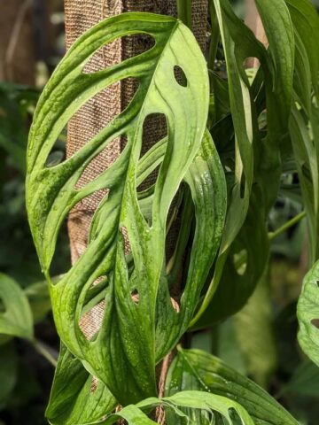 Alternative view of Monstera Obliqua Los Puentes Plant