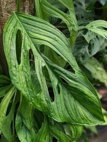 Monstera Obliqua Los Puentes Plant - Image 3
