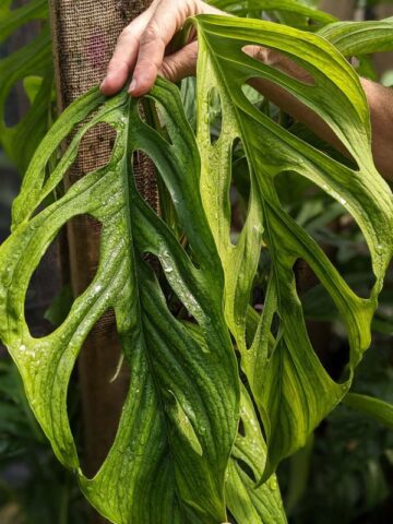 Monstera Obliqua Los Puentes Plant - Image 4