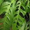 Monstera Obliqua Salitre (Tropical Ladder Plant)