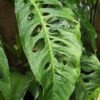 Monstera Obliqua Tarapoa Plant
