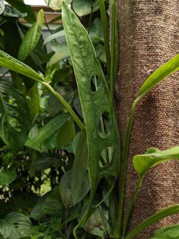 Alternative view of Monstera Obliqua Tiwintza Narrow Plant