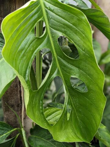 Alternative view of Monstera Praetermissa Plant