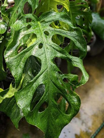 Lg. Monstera Punctulata Plant