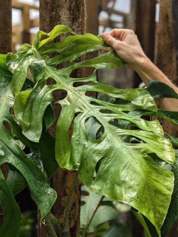 Alternative view of Lg. Monstera Punctulata Plant