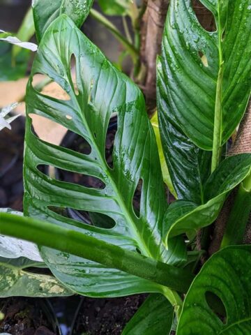 Monstera Radicans Plant